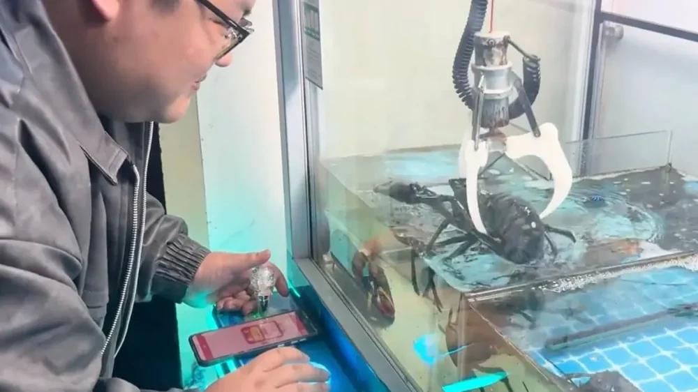 В Китае вместо игрушек в автомате — живые лобстеры
В Китае вместо игрушек в автомате — живые лобстеры