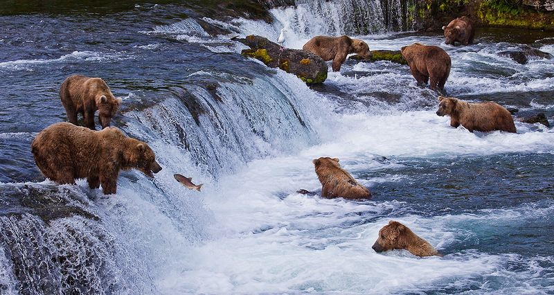 Медведи, которые не входят в спячку по своей воле
Медведи, которые не входят в спячку по своей воле