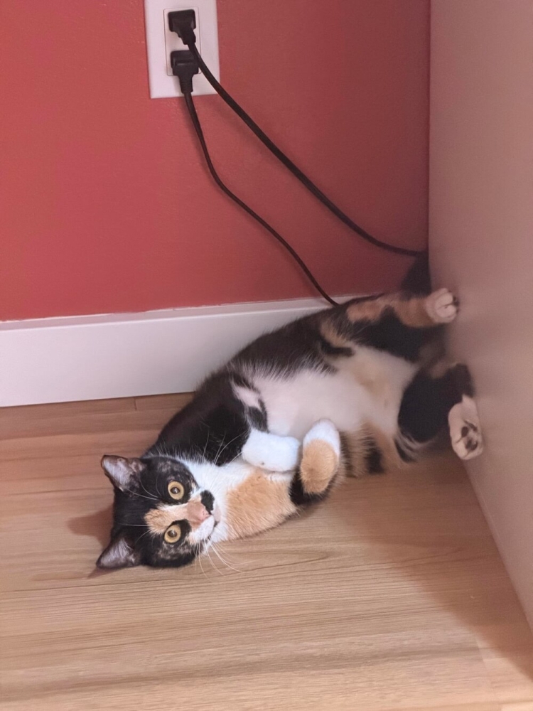 
        20&nbsp;пушистых примеров наполнения нашей жизни глубоким смыслом    