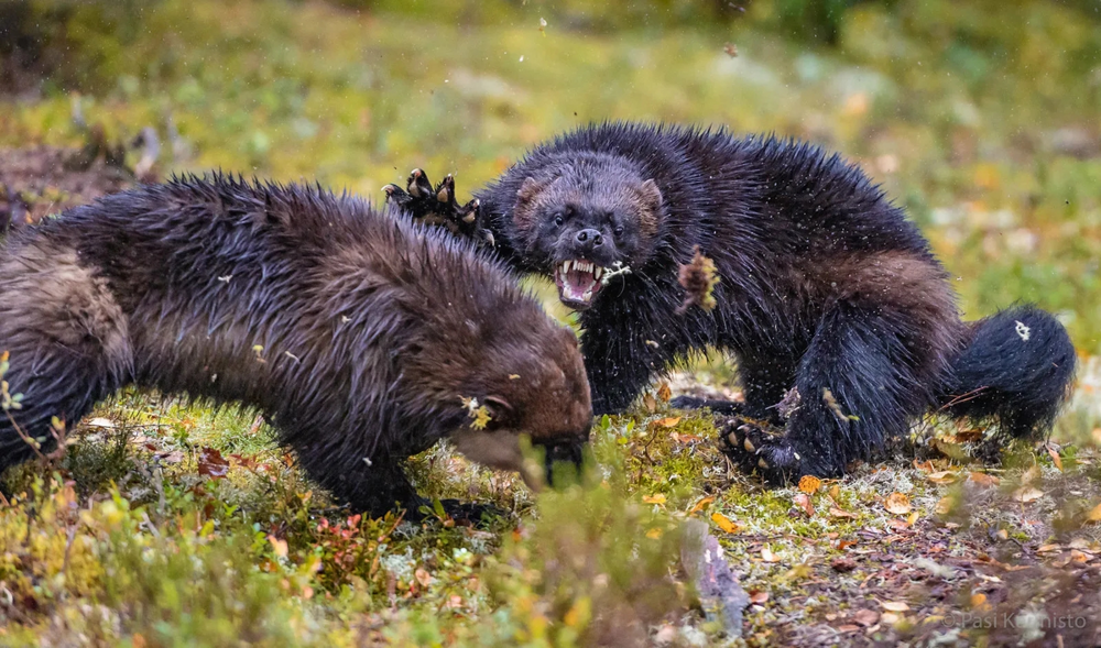 
        Росомаха: валит оленей и&nbsp;загоняет медведя на&nbsp;дерево    