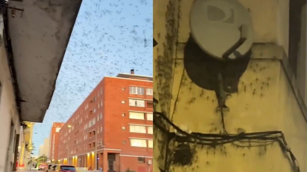 
        Нашествие стрекоз в&nbsp;Уругвае    