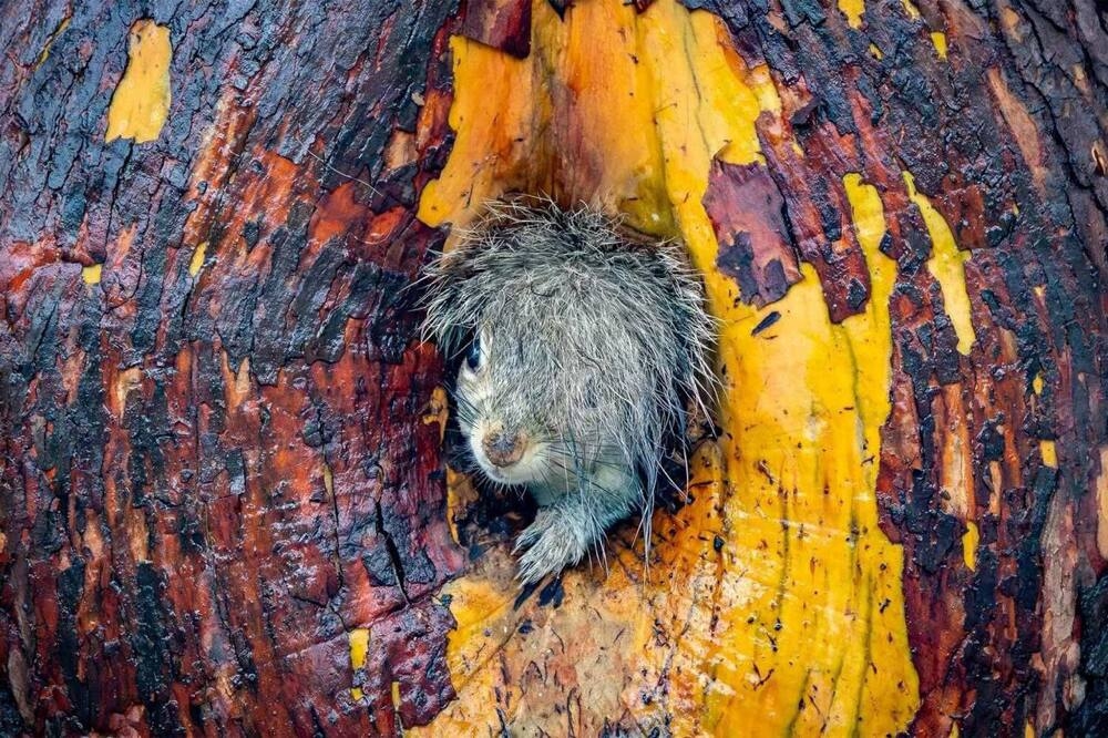 
        Снимок танцующего детёныша гориллы победил на&nbsp;конкурсе самых забавных фото животных    