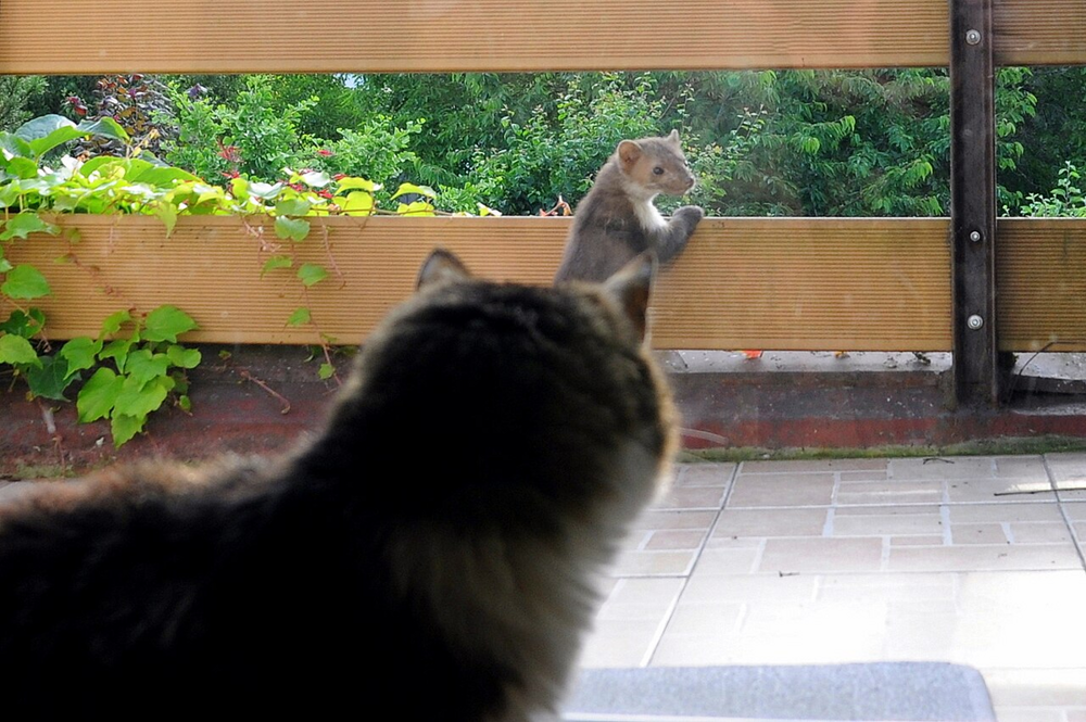 
        Каменная куница: почему обычные куры в&nbsp;сарае вызывают у&nbsp;них&nbsp;психоз?    