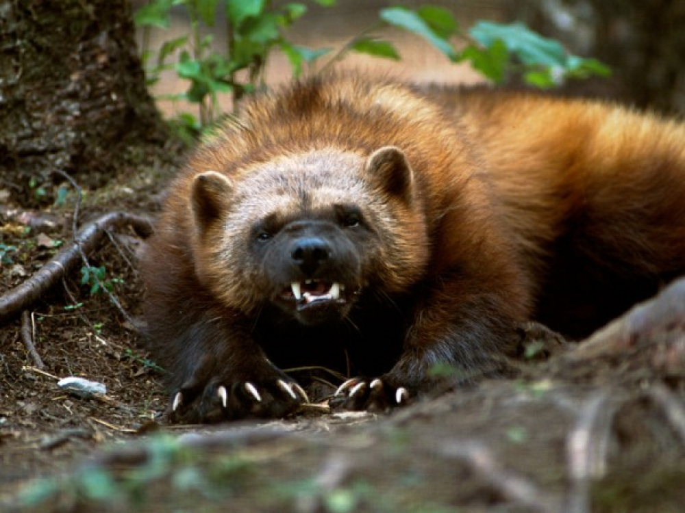 
        Росомаха: валит оленей и&nbsp;загоняет медведя на&nbsp;дерево    