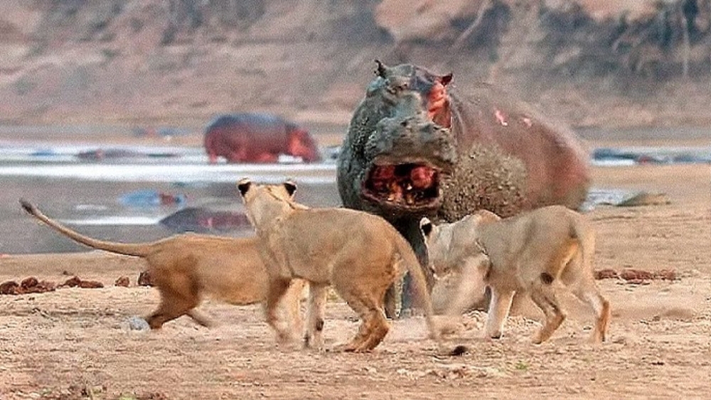 
        Бегемот: потеет &laquo;кровью&raquo;, охотится на&nbsp;крокодилов и&nbsp;не&nbsp;умеет плавать    