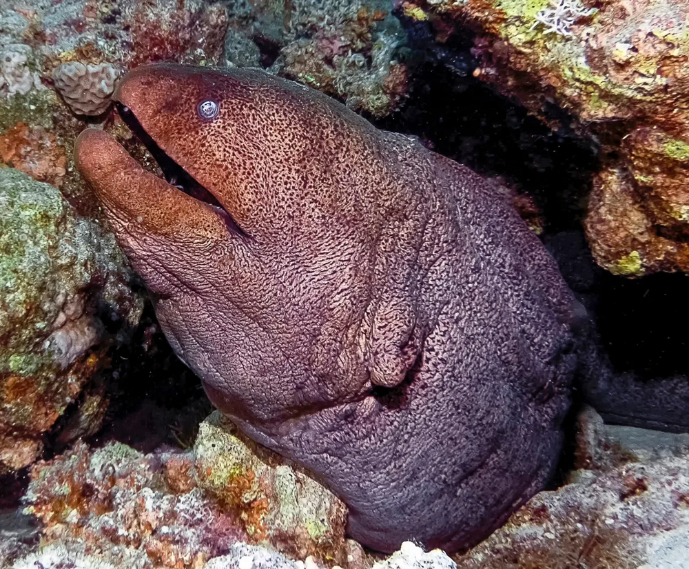 
        Гигантская мурена    