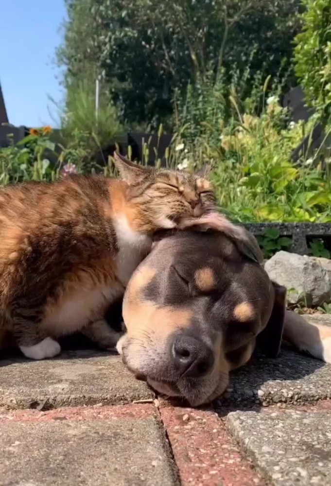 
        Забавные животные. ч.1    