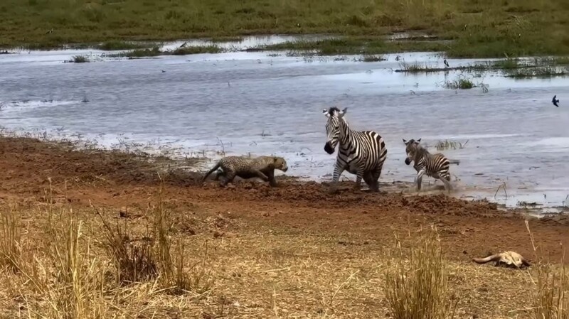 
        Зебра с&nbsp;детенышем отбились от&nbsp;леопарда    
