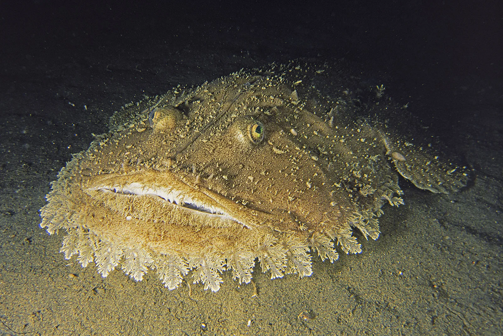 
        Европейский чёрт: хищный ковёр на&nbsp;дне&nbsp;океана    