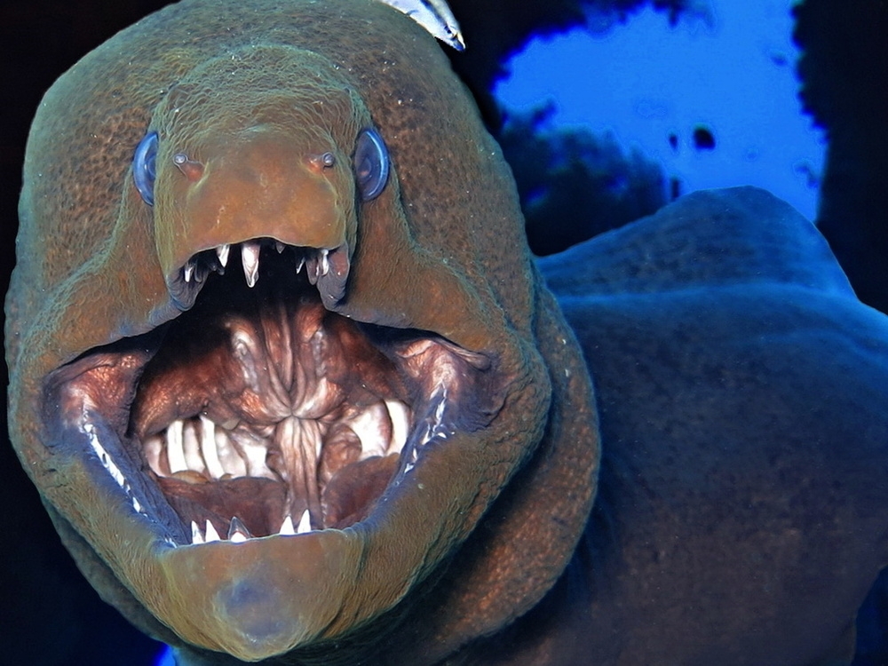 
        Гигантская мурена    