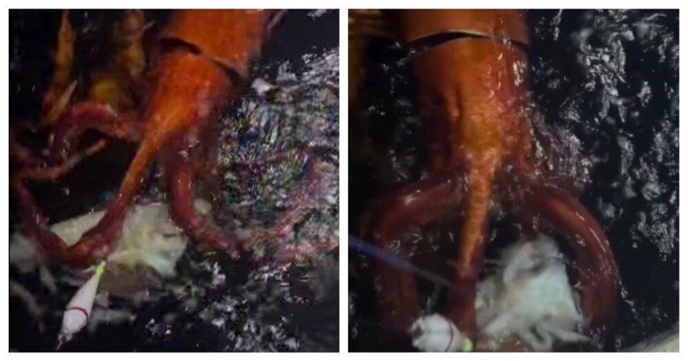 У берегов Японии заметили редкого кальмара
У берегов Японии заметили редкого кальмара