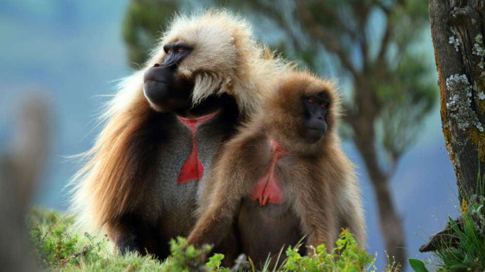 Гелада: грива, клыки и вечные кровавые разборки
Гелада: грива, клыки и вечные кровавые разборки