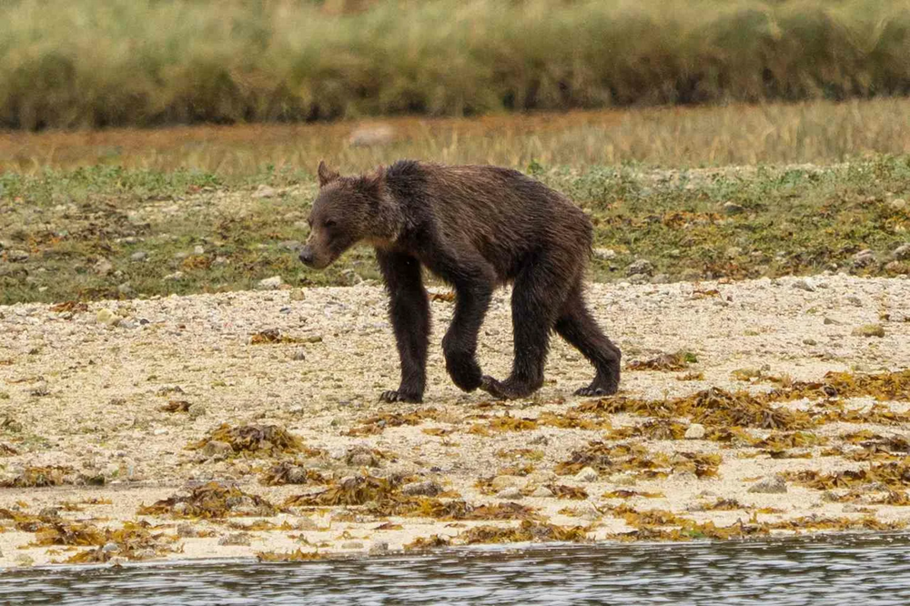 
        Взросление медведя. Выживет 1&nbsp;из&nbsp;10    