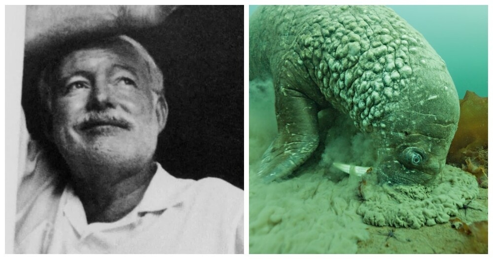 
        От&nbsp;невезучего Хемингуэя до&nbsp;хитрых моржей: 7&nbsp;реальных фактов, которые кажутся выдумкой    