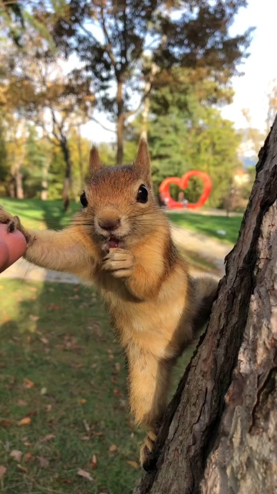 
        Забавные животные. ч.2    