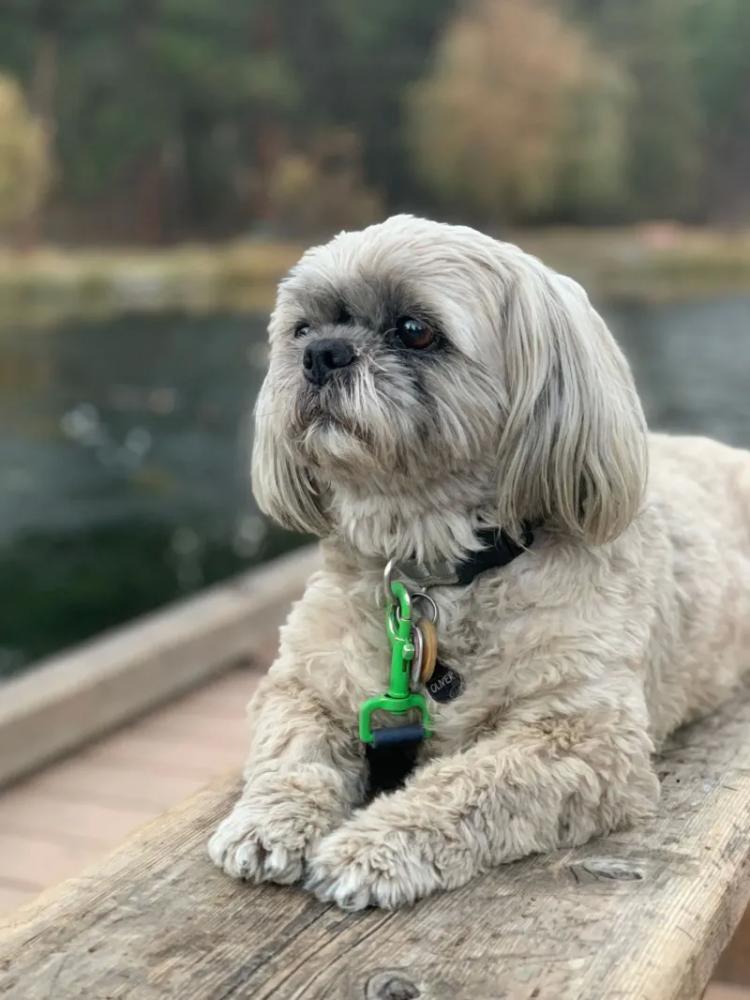 
        Женщина клонировала покойную собаку за&nbsp;50&nbsp;тысяч долларов и&nbsp;теперь жалеет о&nbsp;своём решении    