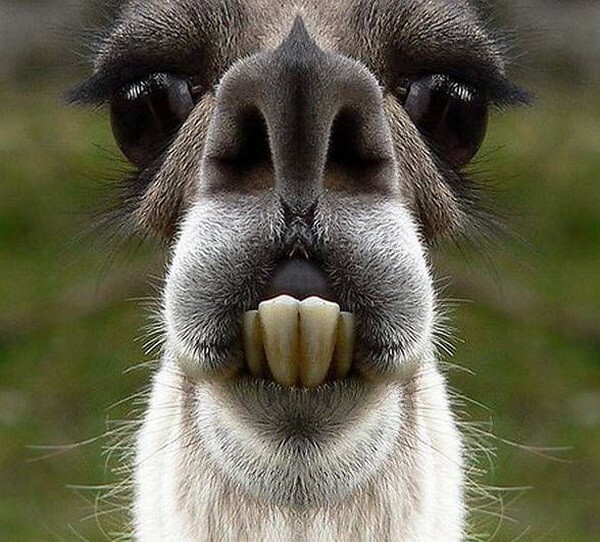 
        Забавные животные. ч.2    