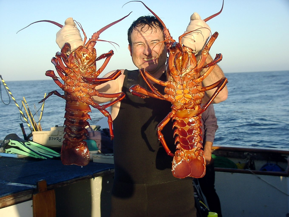 Лангуст: почему огромные раки отказались от клешней?
Лангуст: почему огромные раки отказались от клешней?