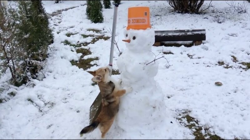 
        25&nbsp;примеров трогательного знакомства домашних питомцев с&nbsp;милыми снеговиками и&nbsp;собственными снежными копиями    