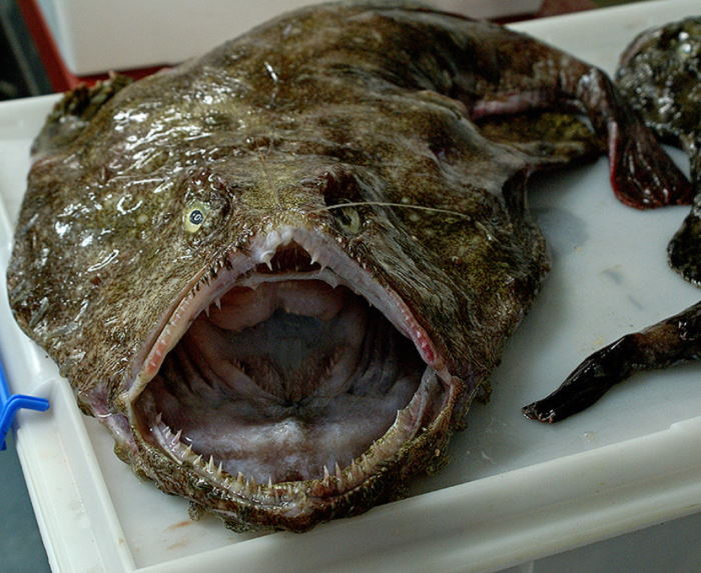 
        Европейский чёрт: хищный ковёр на&nbsp;дне&nbsp;океана    