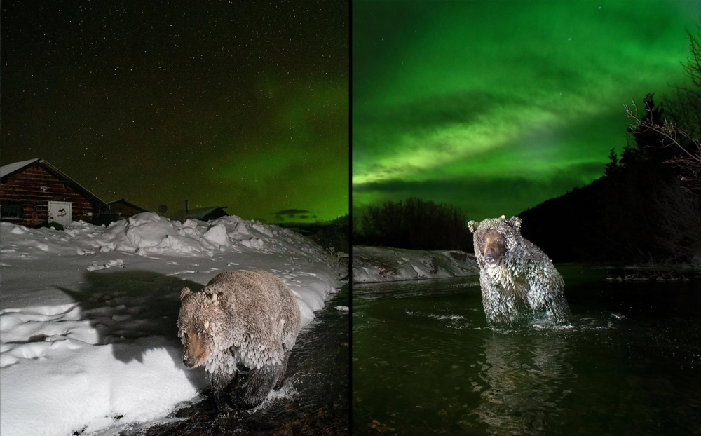Медведи, которые не входят в спячку по своей воле
Медведи, которые не входят в спячку по своей воле