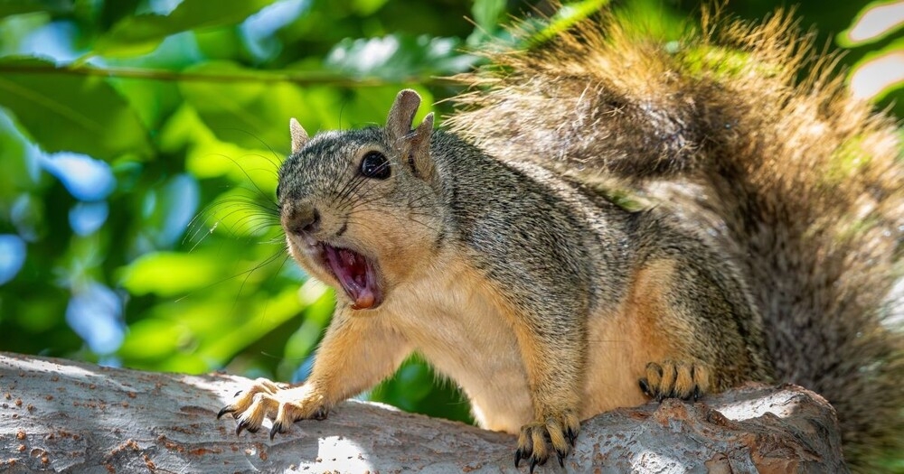 Белки атакуют
Белки атакуют