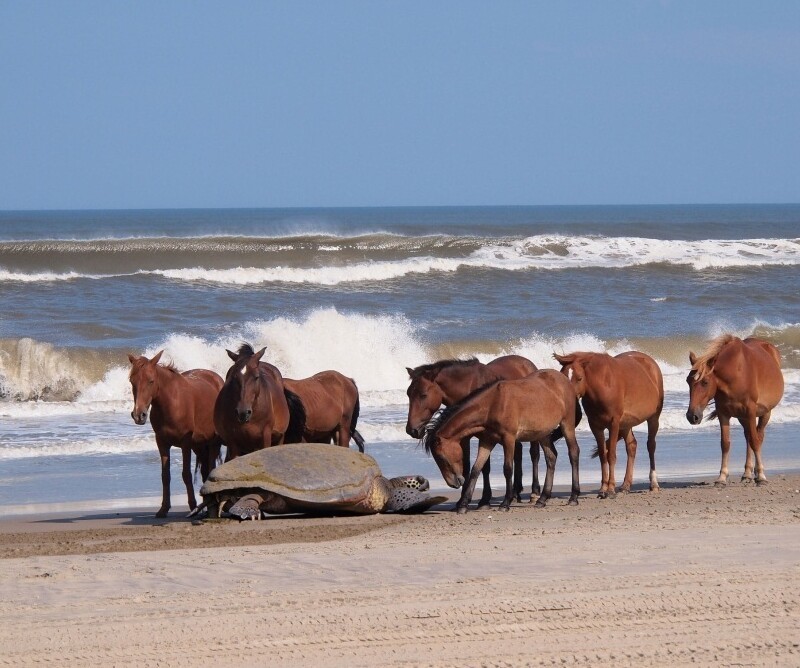 
        20+ скакунов, способных моментально преобразиться в&nbsp;забавных клоунов    