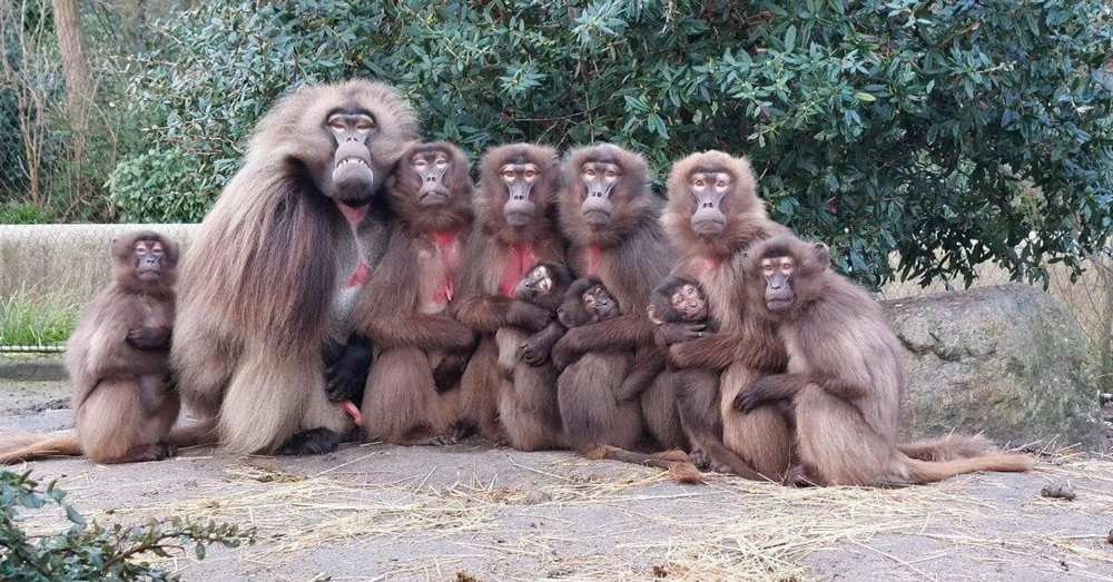 Гелада: грива, клыки и вечные кровавые разборки
Гелада: грива, клыки и вечные кровавые разборки