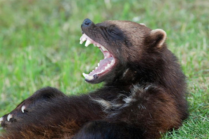 
        Росомаха: валит оленей и&nbsp;загоняет медведя на&nbsp;дерево    