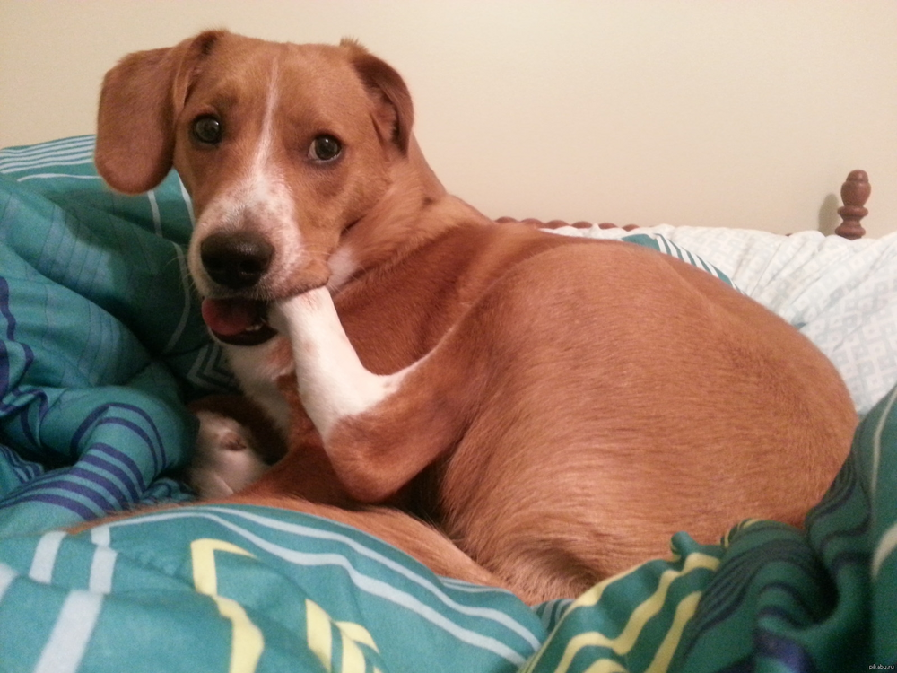 Топ психически нездоровых пород
Топ психически нездоровых пород