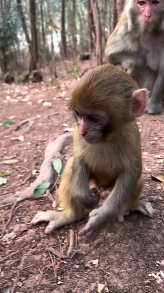 
        Забавные животные. ч.2    