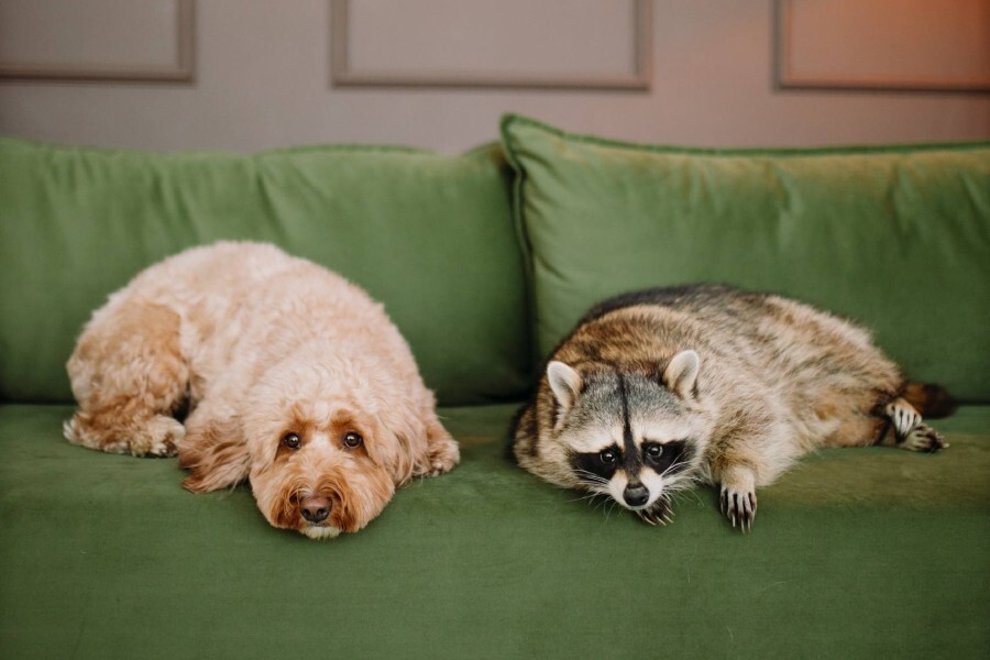 
        20&nbsp;примеров неожиданной, но&nbsp;искренней и&nbsp;крепкой дружбы    