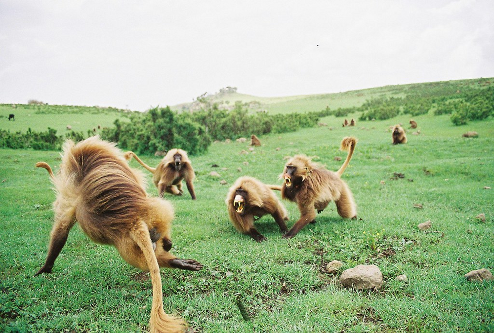 Гелада: грива, клыки и вечные кровавые разборки
Гелада: грива, клыки и вечные кровавые разборки