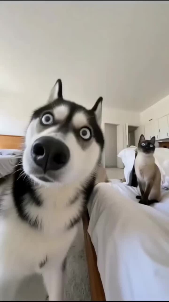 
        Забавные животные. ч.2    