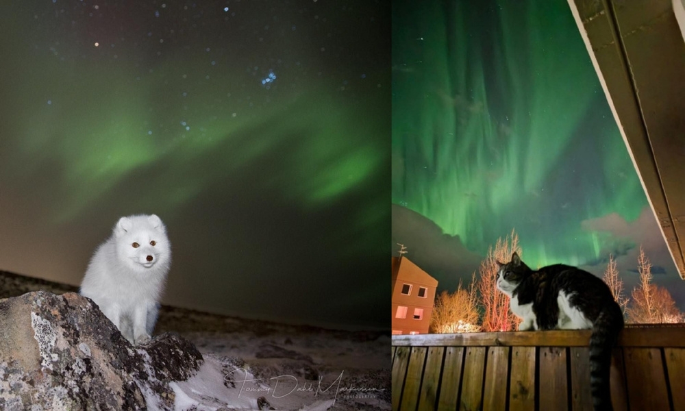 
        Как&nbsp;северное сияние влияет на&nbsp;поведение животных?    