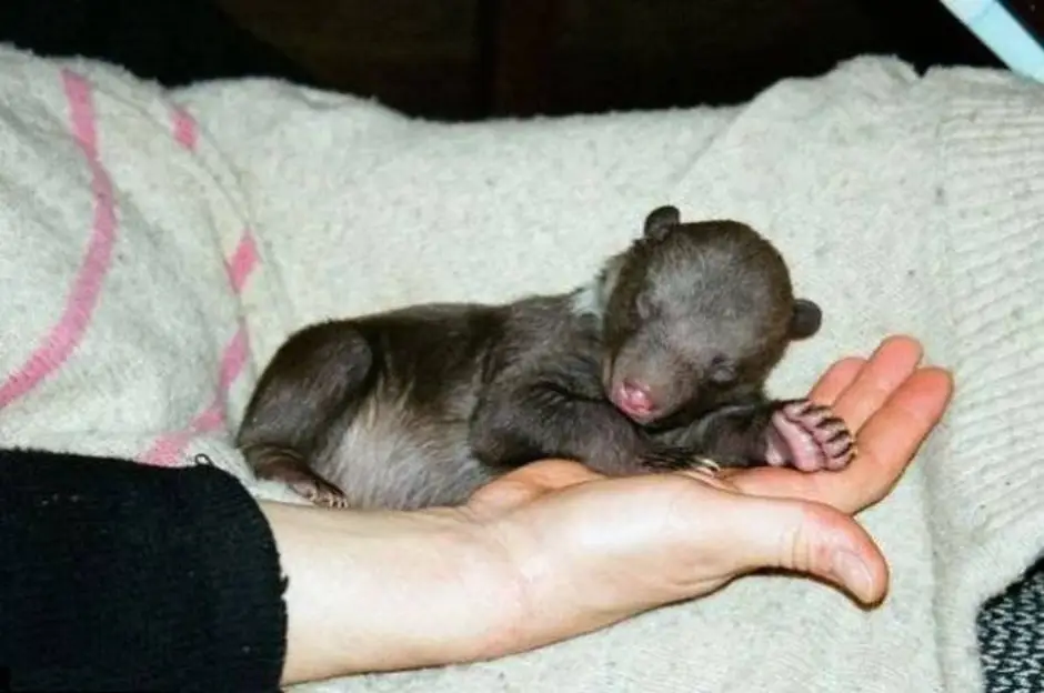 
        Взросление медведя. Выживет 1&nbsp;из&nbsp;10    