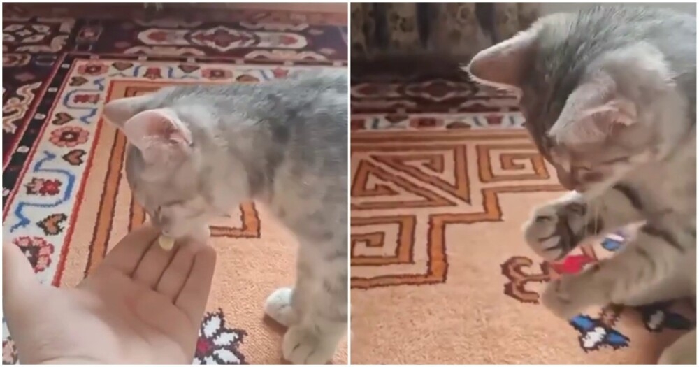 
        Таблетка помогла котёнку эволюционировать    