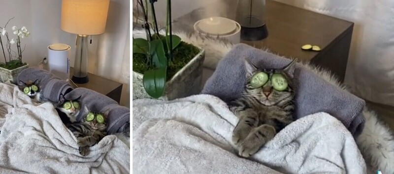 
        20&nbsp;примеров из&nbsp;жизни пушистых в&nbsp;стиле котакшери-лакшери    