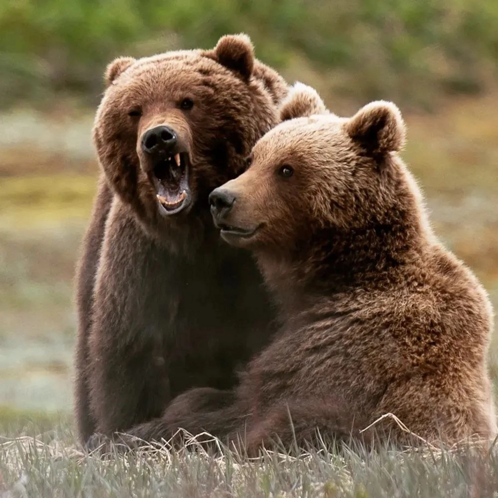 
        Взросление медведя. Выживет 1&nbsp;из&nbsp;10    