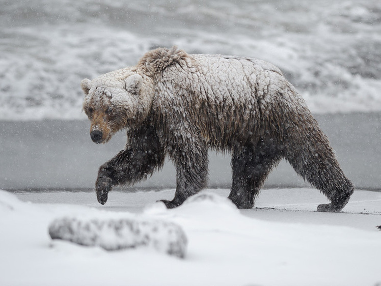 Медведи, которые не входят в спячку по своей воле
Медведи, которые не входят в спячку по своей воле