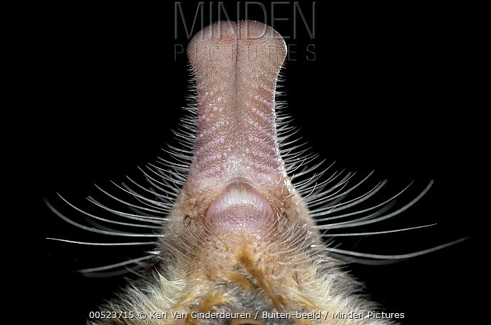 
        Пиренейская выхухоль: Похож на&nbsp;ошибку эволюции, но&nbsp;это&nbsp;идеальный водный хищник!    