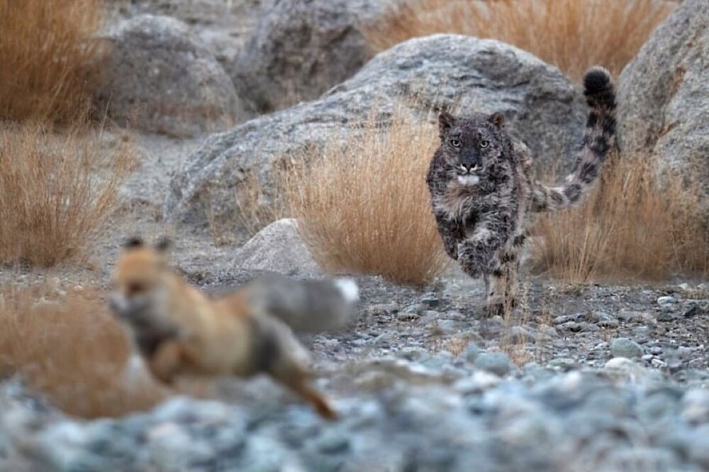 
        Дистанция вспугивания: когда зверь понимает, что&nbsp;пора делать ноги?    