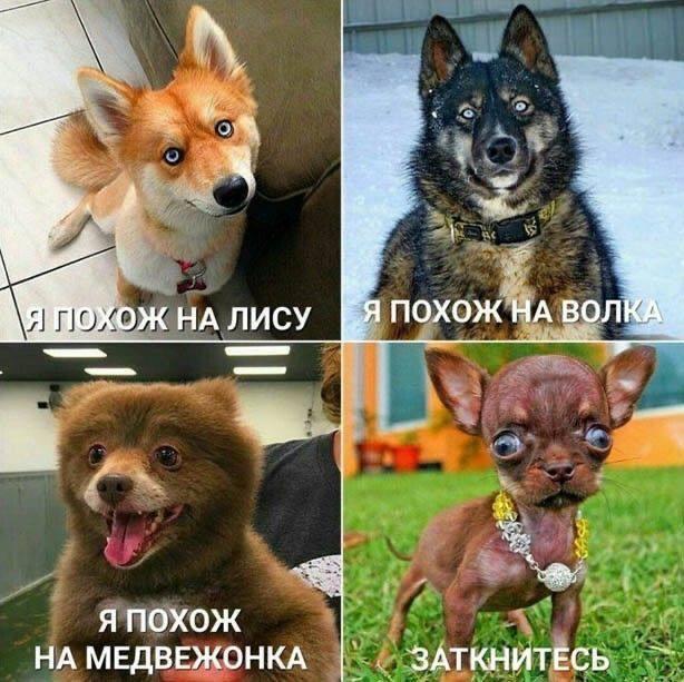 Хорошие мемы с хорошими хвостатыми мальчиками