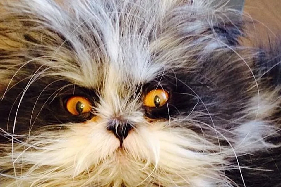 "Инопланетный кот" прославился в сети
"Инопланетный кот" прославился в сети