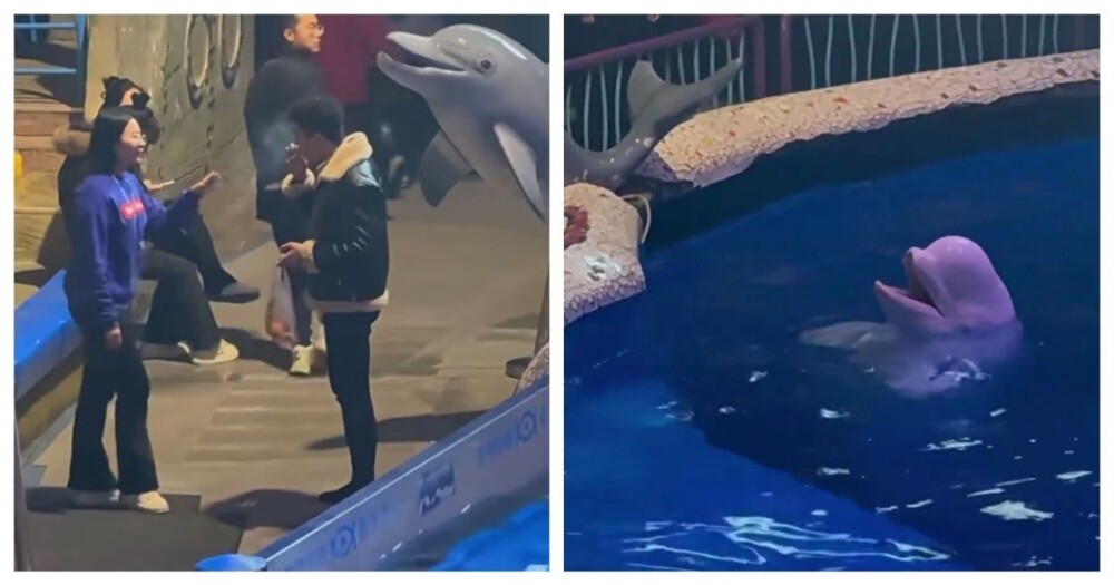 Белуха затушила сигарету курильщика в Китае
Белуха затушила сигарету курильщика в Китае