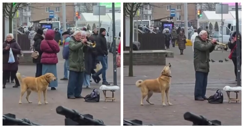 Собака подпела уличному музыканту
Собака подпела уличному музыканту