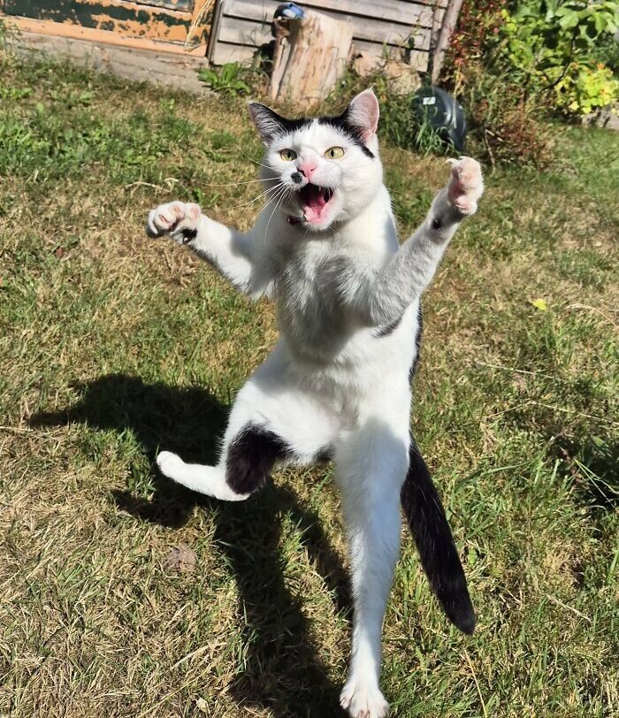 
        Забавные животные. ч.1    