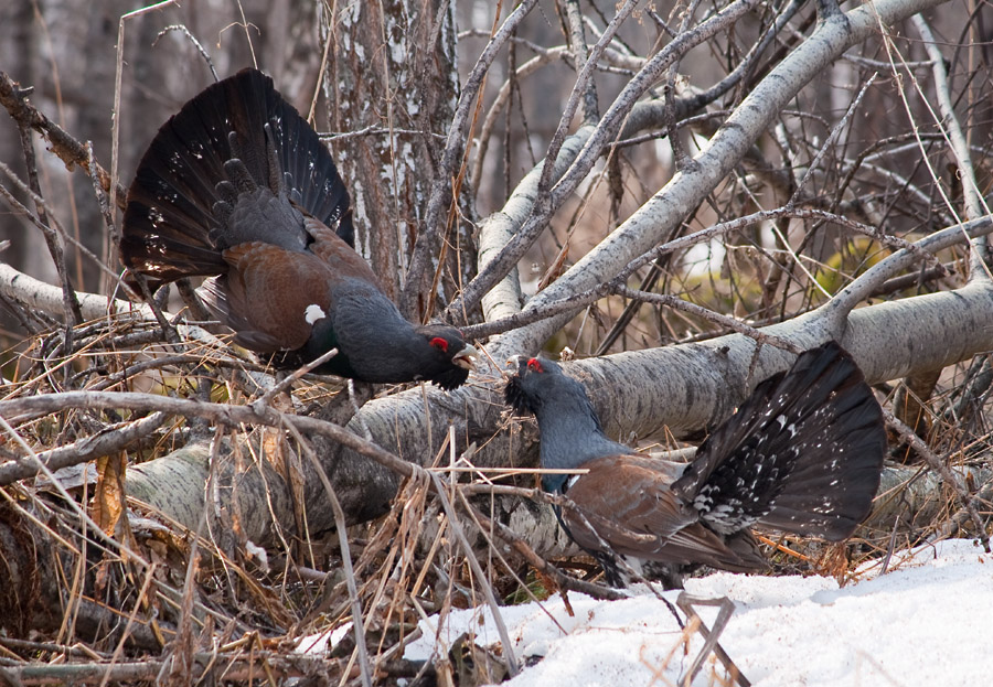 
        В&nbsp;лесной местности, без&nbsp;видимых причин, глухарь напал на&nbsp;семью    
