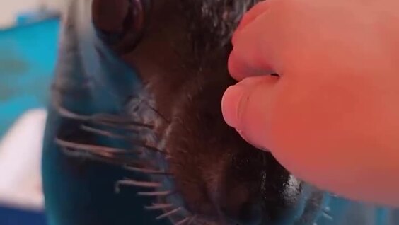 Мужчина погладил морского льва против шерсти
Мужчина погладил морского льва против шерсти