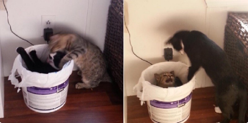 
        20&nbsp;проверенных приёмов кототерапии, которые избавят от&nbsp;стресса и&nbsp;подарят заряд энергии    